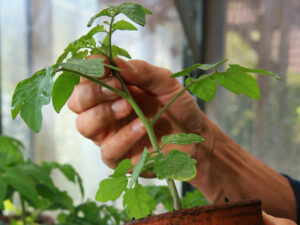 Tomaten-Jungpflanze
