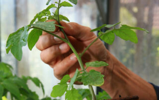 Tomaten-Jungpflanze