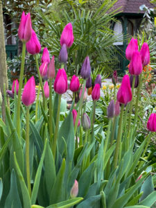 Tulpen