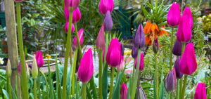 Tulpen