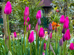 Tulpen