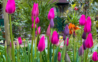 Tulpen