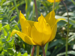 Weinbergtulpe