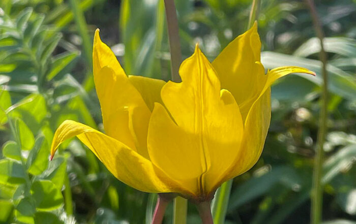 Weinbergtulpe