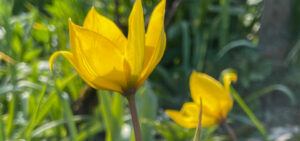 Weinbergtulpe