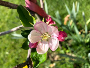 Apfelbaumblüte
