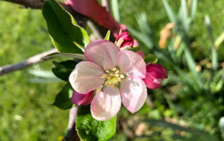 Apfelbaumblüte