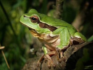 Laubfrosch