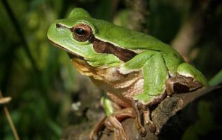 Laubfrosch