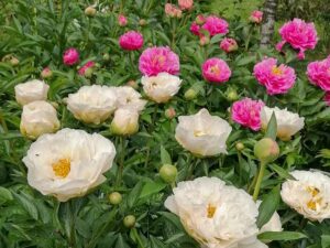Pfingstrosen mit offenen Blüte