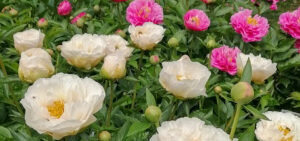 Pfingstrosen mit offenen Blüte