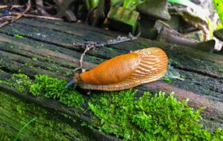 Spanische Wegschnecke
