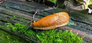 Spanische Wegschnecke