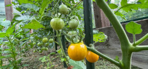 Tomaten