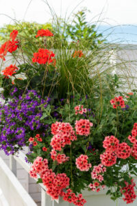 Balkonblumen