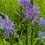 Camassia (Prärielilie)