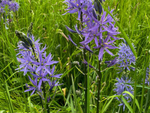 Camassia (Prärielilie)