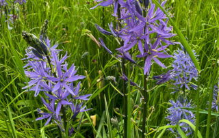 Camassia (Prärielilie)