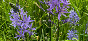 Camassia (Prärielilie)