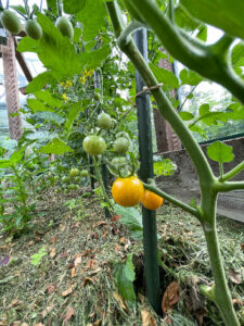 Tomaten