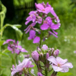 Mondviole (Hesperis matronalis)