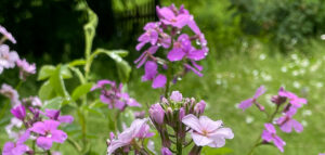 Mondviole (Hesperis matronalis)