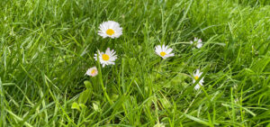 Wiese mit Gänseblümchen