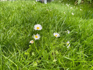 Wiese mit Gänseblümchen