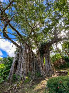 Tropischer Feigenbaum auf Guadeloupe
