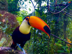 Tucan