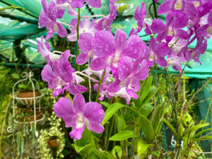 Orchideen