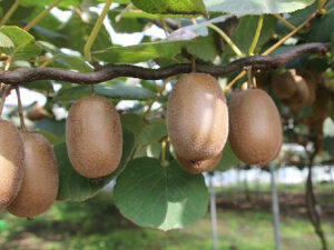Kiwi
