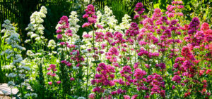 Spornblume