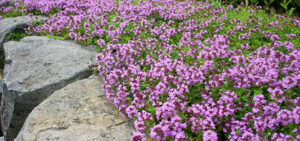 Teppichthymian "Creeping Red"