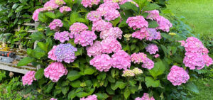 Bauernhortensie