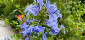 Kap-Bleiwurz (Plumbago auriculata)