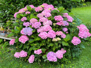 Bauernhortensie