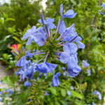 Kap-Bleiwurz (Plumbago auriculata)