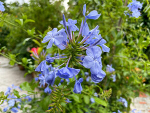 Kap-Bleiwurz (Plumbago auriculata)