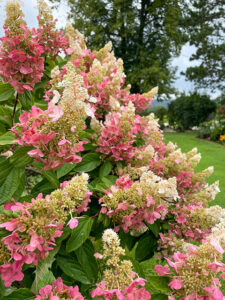 Rispenhortensie Pinky Winky
