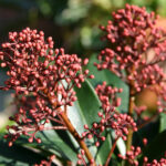 Skimmia