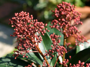 Skimmia