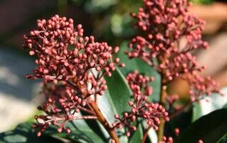 Skimmia