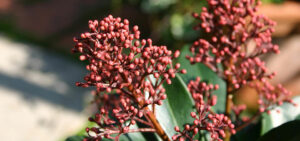 Skimmia