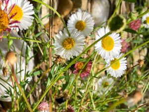 Spanisches Gänseblümchen