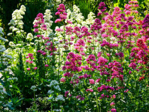 Spornblume