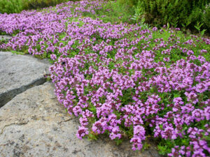 Teppichthymian "Creeping Red"