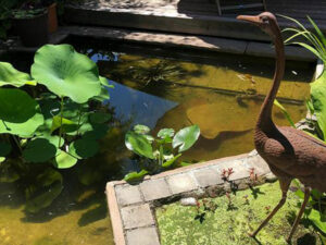 Natur im Garten (Bild: Leopold Mayrhofer)