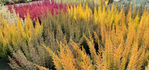 Erica gracilis - die Glockenheide