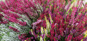 Calluna - Gardengirls